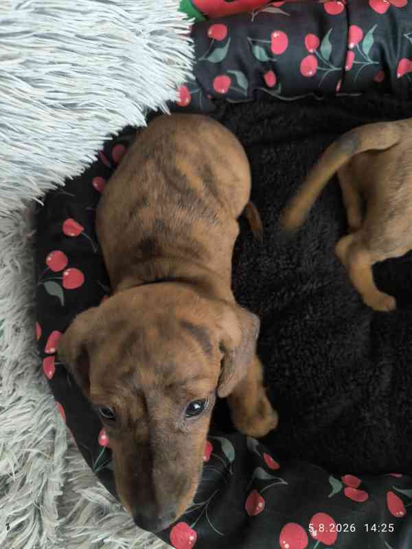 Jezevčík hladkosrstý trpasličí/králičí žíhaný (brindle) - foto 11