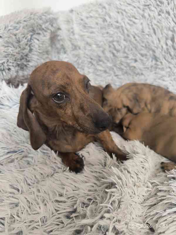 Jezevčík hladkosrstý trpasličí/králičí žíhaný (brindle) - foto 5