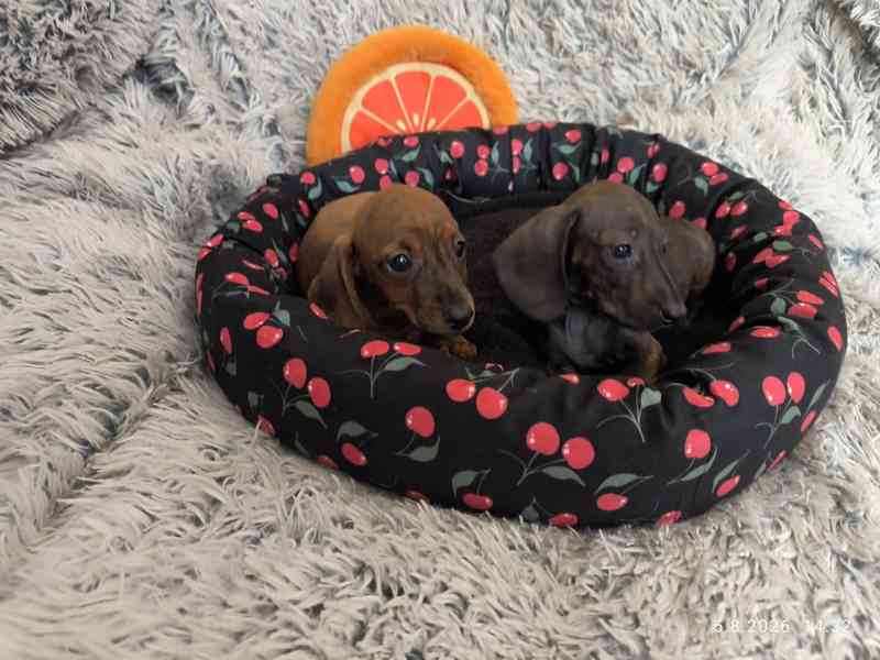 Jezevčík hladkosrstý trpasličí/králičí žíhaný (brindle) - foto 2