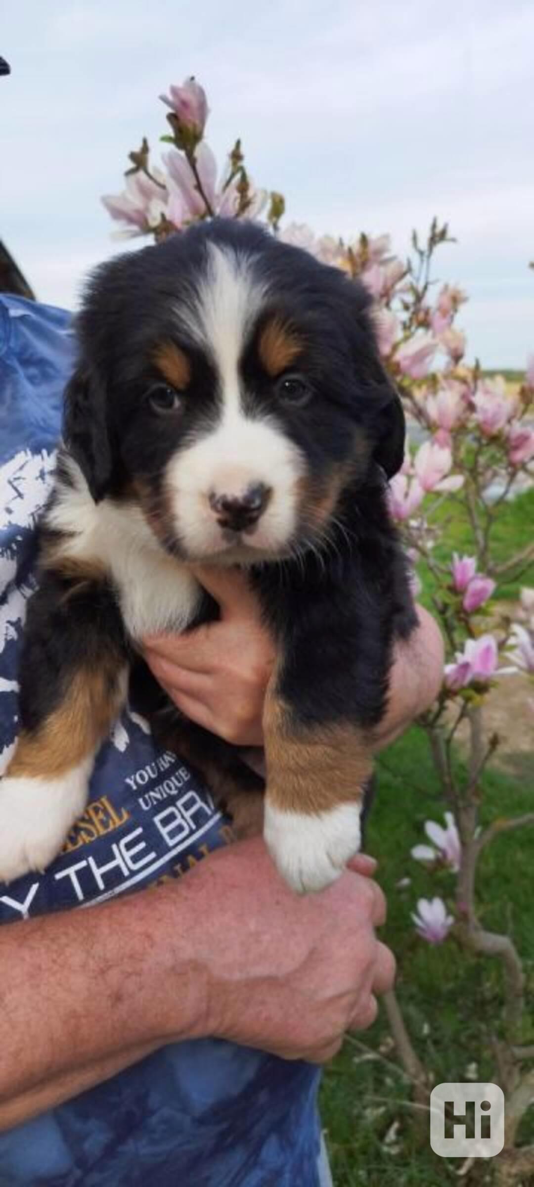 Štěňata bernského salašnického psa - foto 1