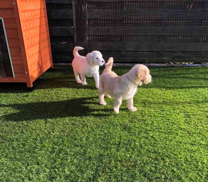 Štěňata zlatého retrívra - foto 4