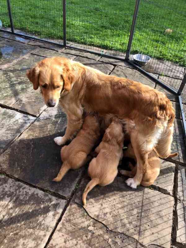 Štěňata zlatého retrívra - foto 8