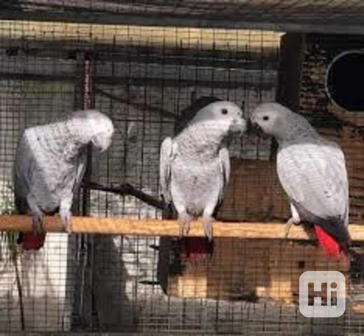 Sladké a krásné africké šedé papoušky na prodej - foto 1