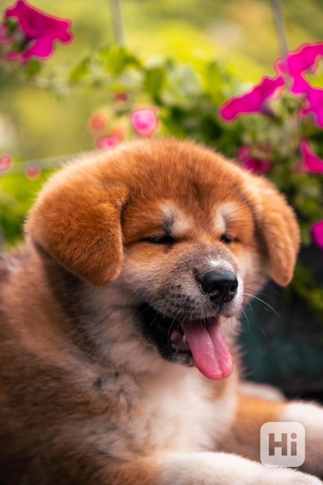 Krásná červená fenka Akita Inu s průkazem původu FCI/ČMKU - foto 1