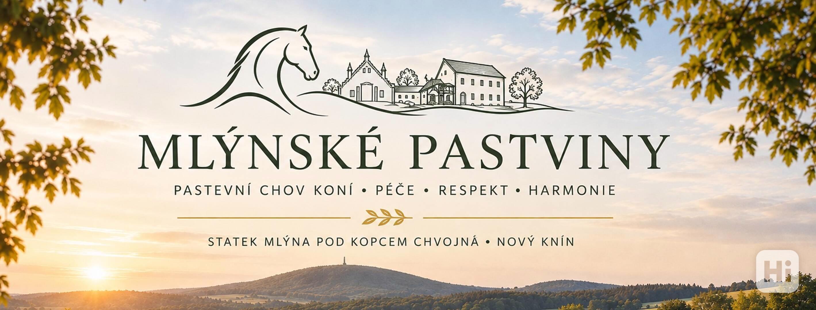 Pastevní ustájení koní – Nový Knín, 40 min z Prahy - foto 1