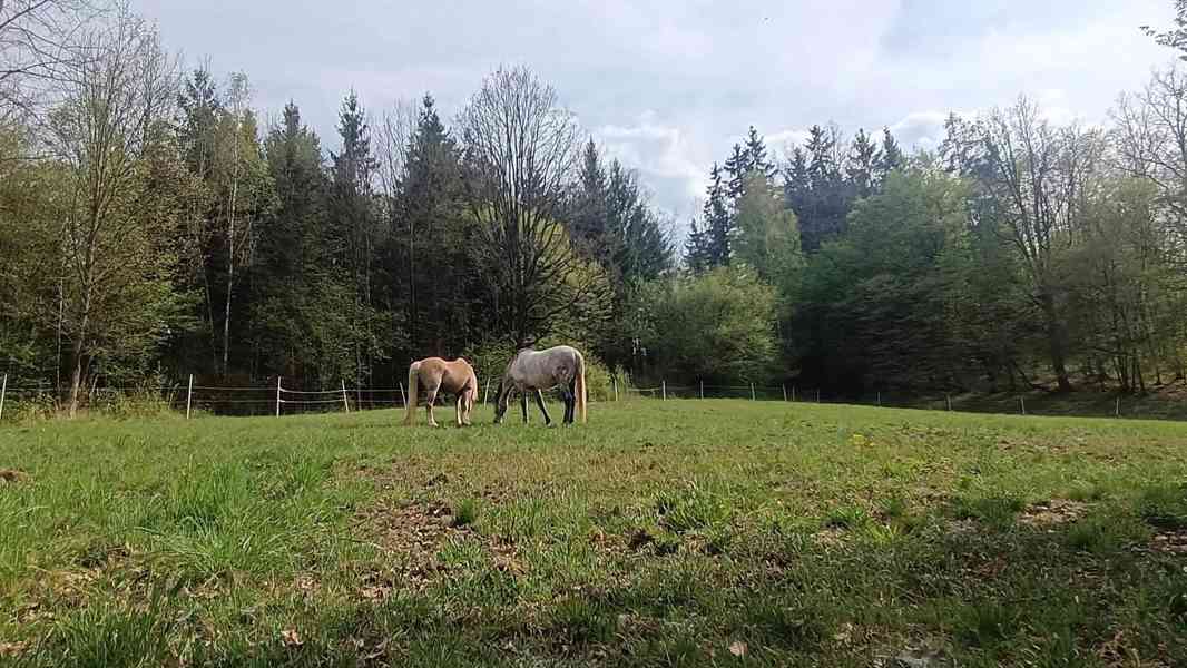 Pastevní ustájení koní – Nový Knín, 40 min z Prahy - foto 4