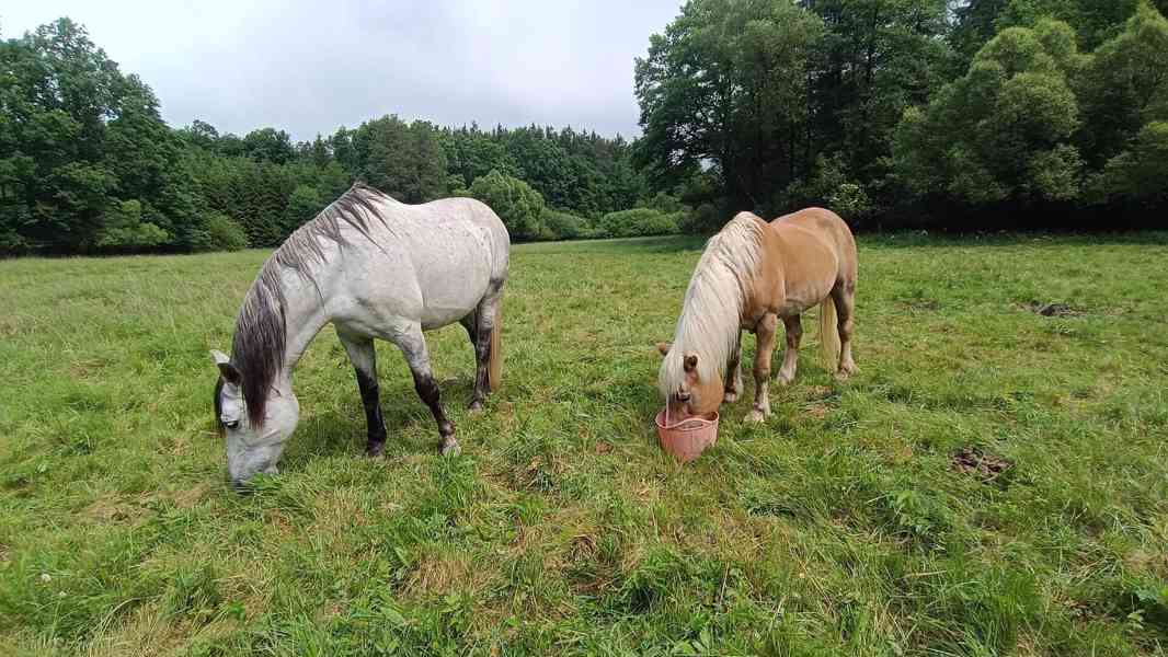 Pastevní ustájení koní – Nový Knín, 40 min z Prahy - foto 2