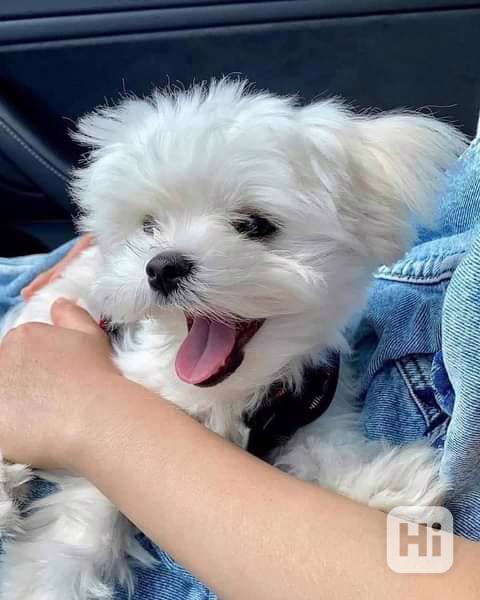 Vynikající štěňata maltézského ovčáka připravená do svého no - foto 1