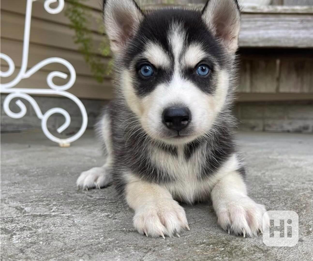 Štěňata sibiřského huskyho k dispozici - foto 1