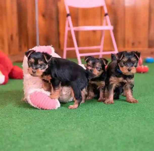 Adorable Yorkshire Terrier Puppy Available for Adoption 🐾