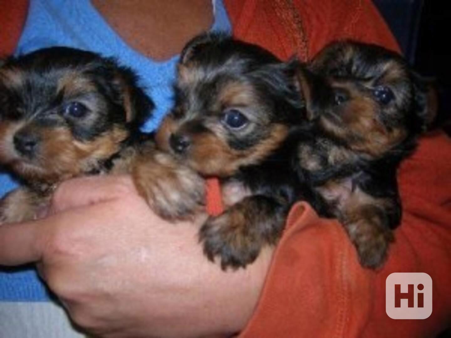 Rozkošné malé štěňátko jorkšíra - foto 1