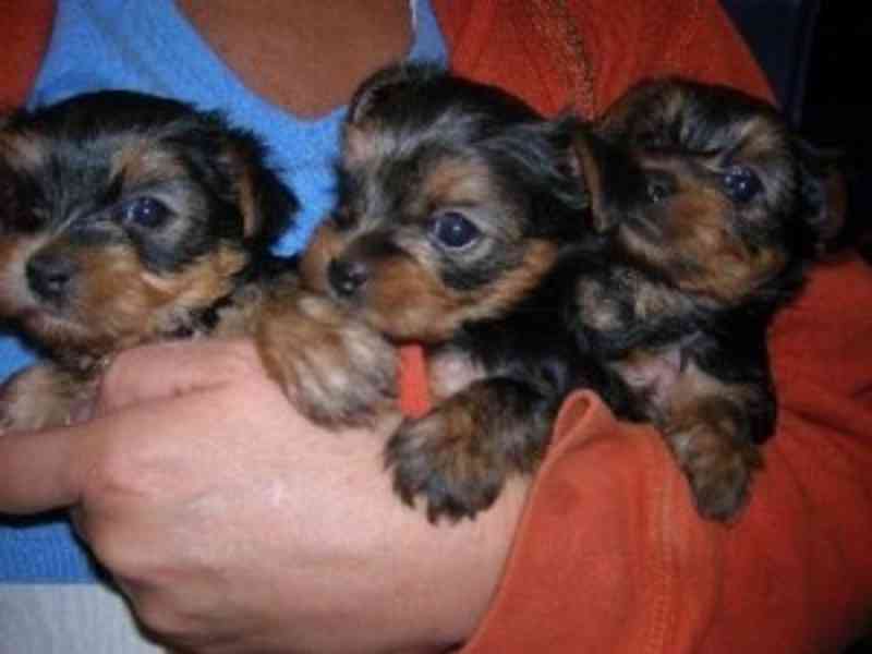 Rozkošné malé štěňátko jorkšíra