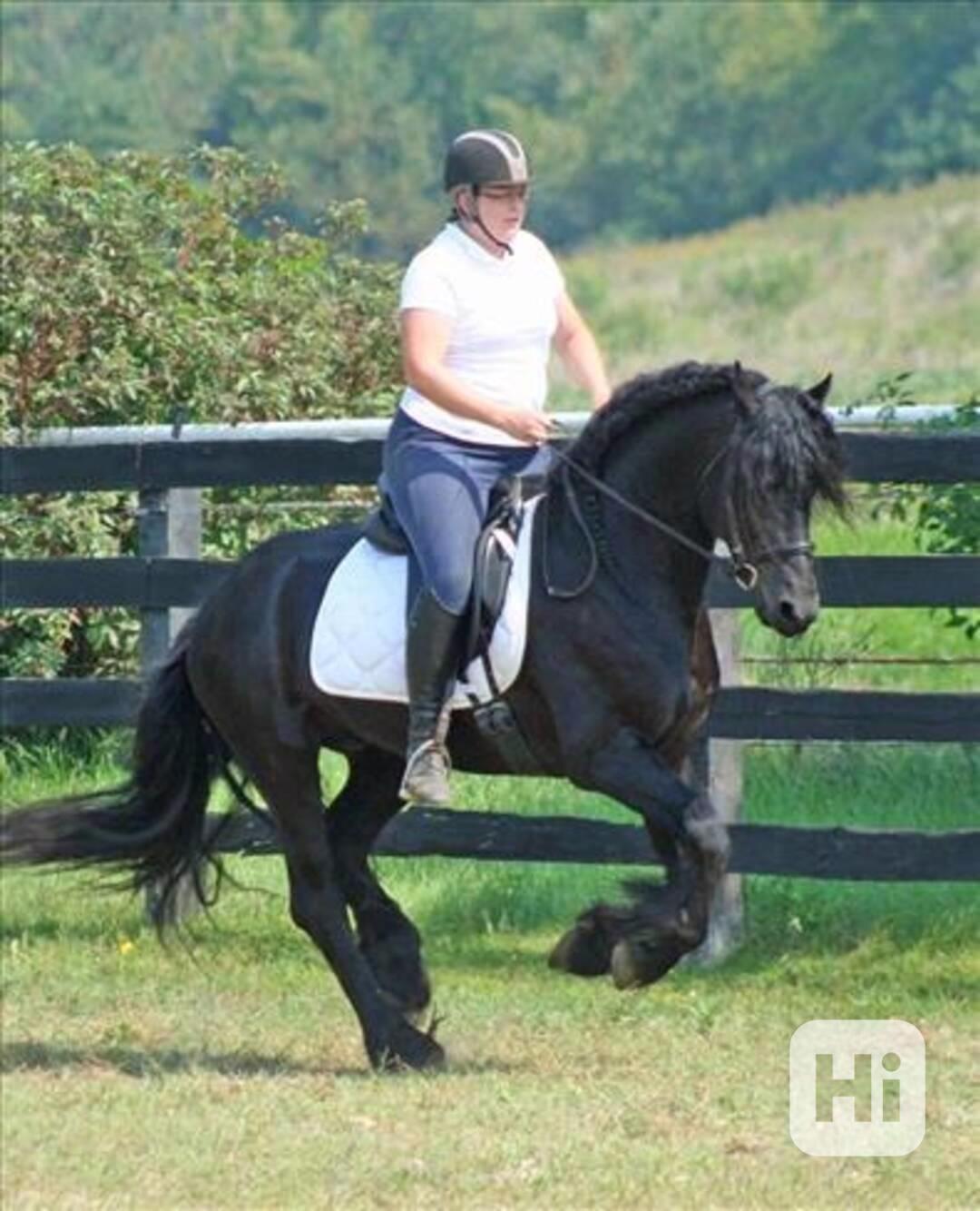 Fríský kůň k dispozici pro nové domovy - foto 1
