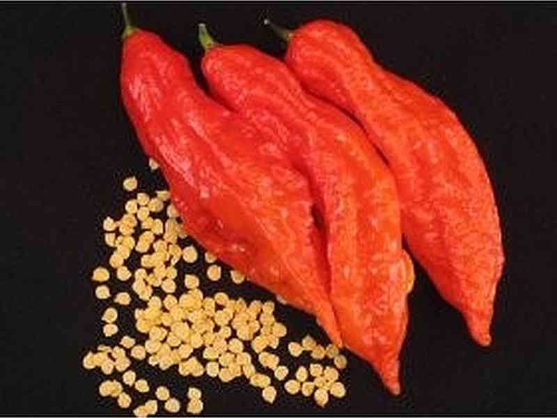 chilli Jolokia Bhut Red Naga - foto 1