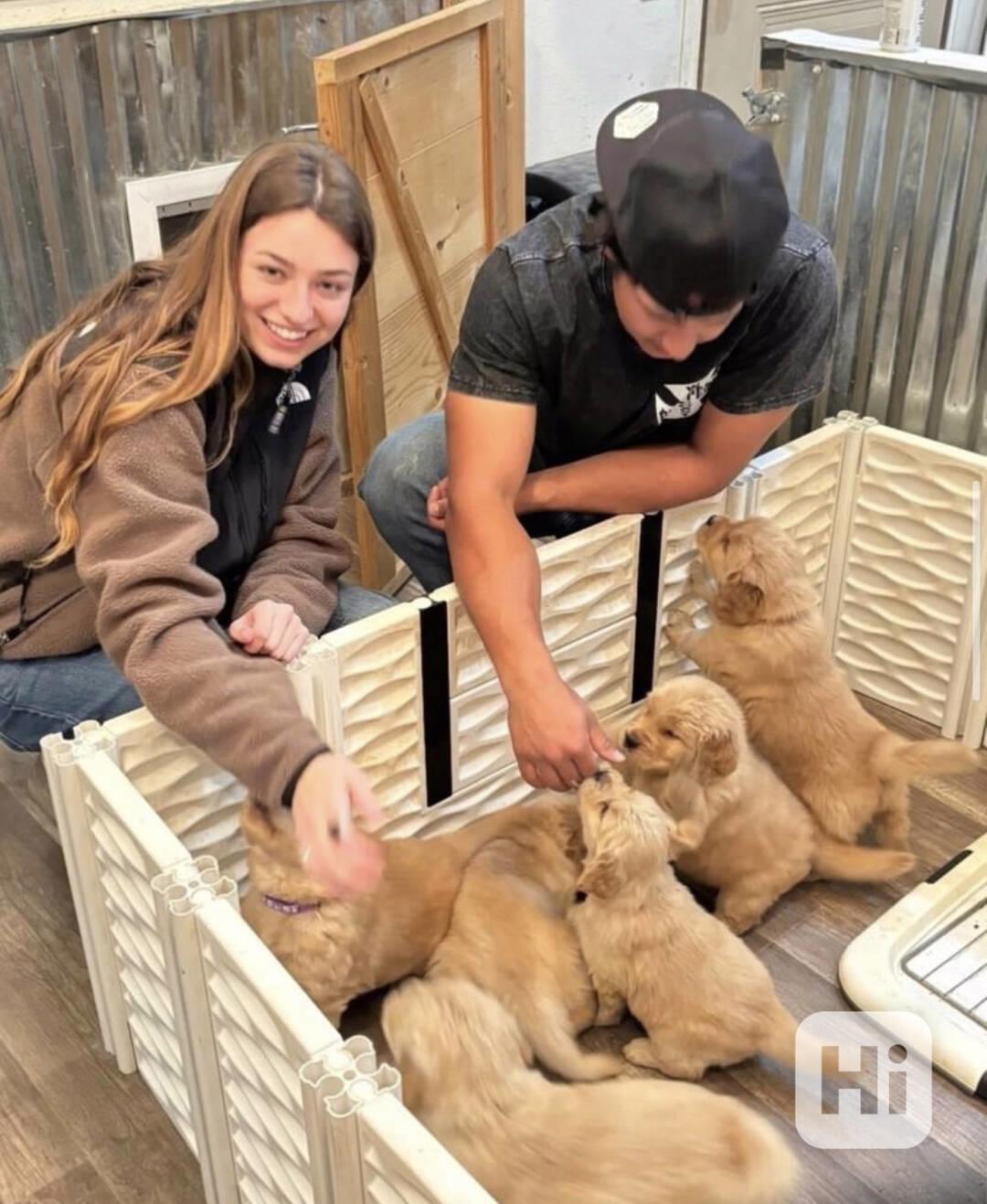 Štěňata zlatého retrívra plemene KC - foto 1