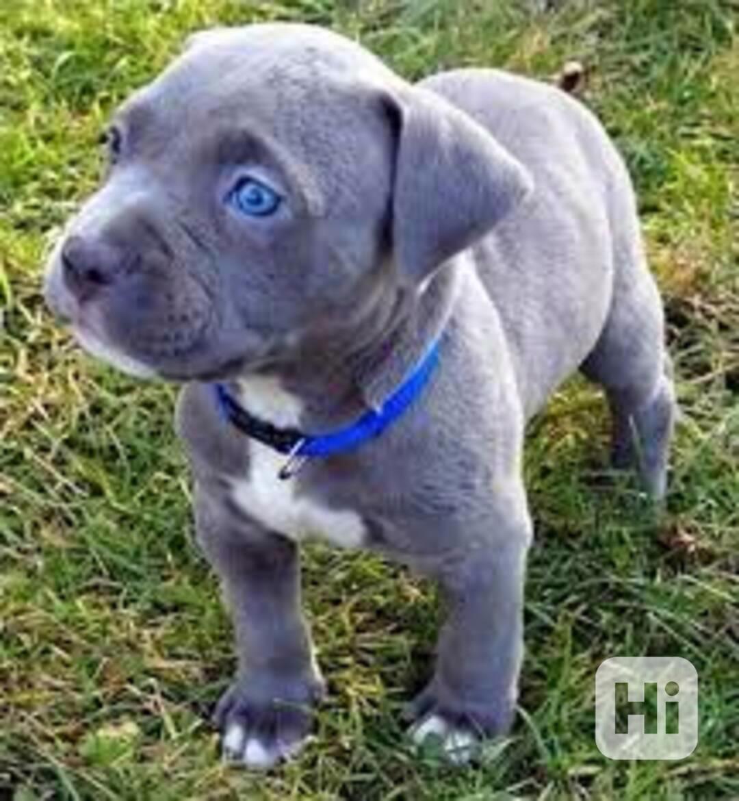 Štěňata amerického pitbulla k adopci - foto 1
