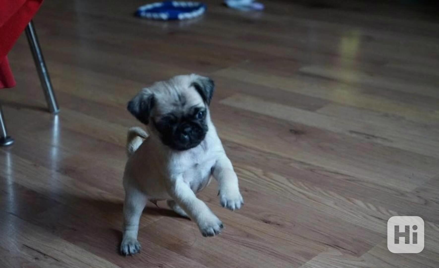 Nejrozkošnější mops pro vás právě teď - foto 1