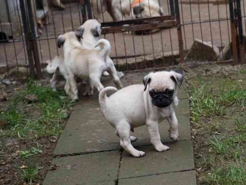 Nejrozkošnější mops pro vás právě teď - foto 2