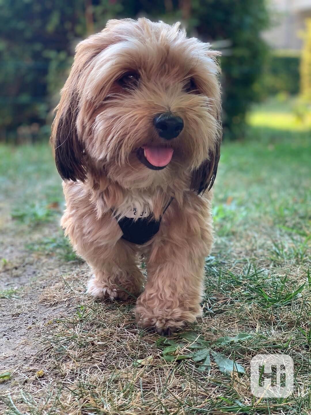 🌸 6 nebezpečí, která mnozí podceňují! 🐾😳 - foto 1