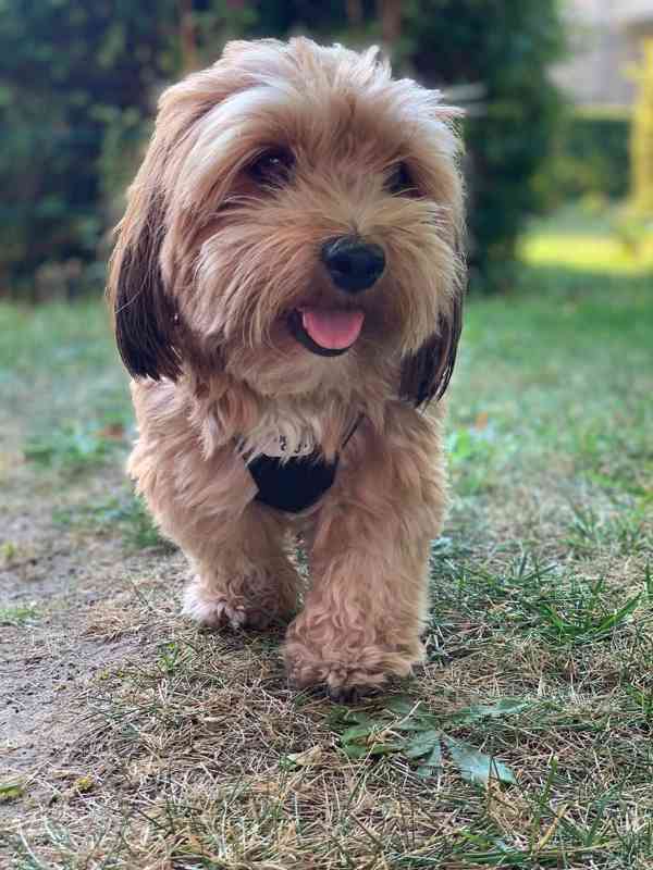 🌸 6 nebezpečí, která mnozí podceňují! 🐾😳 - foto 1