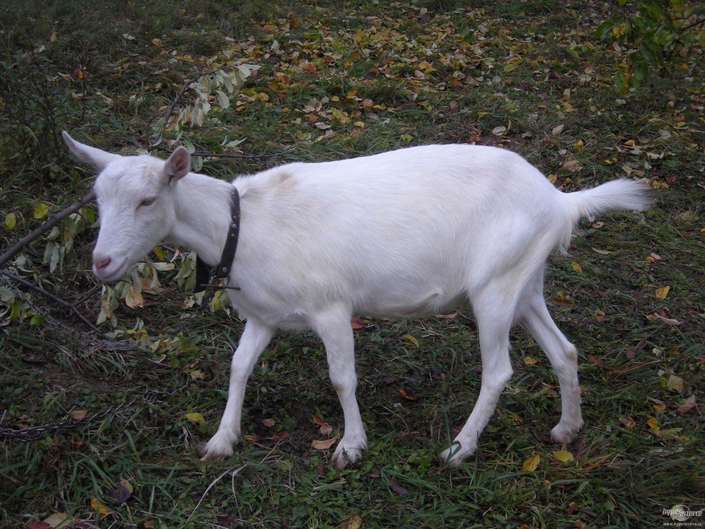 Prodám kozu - foto 1