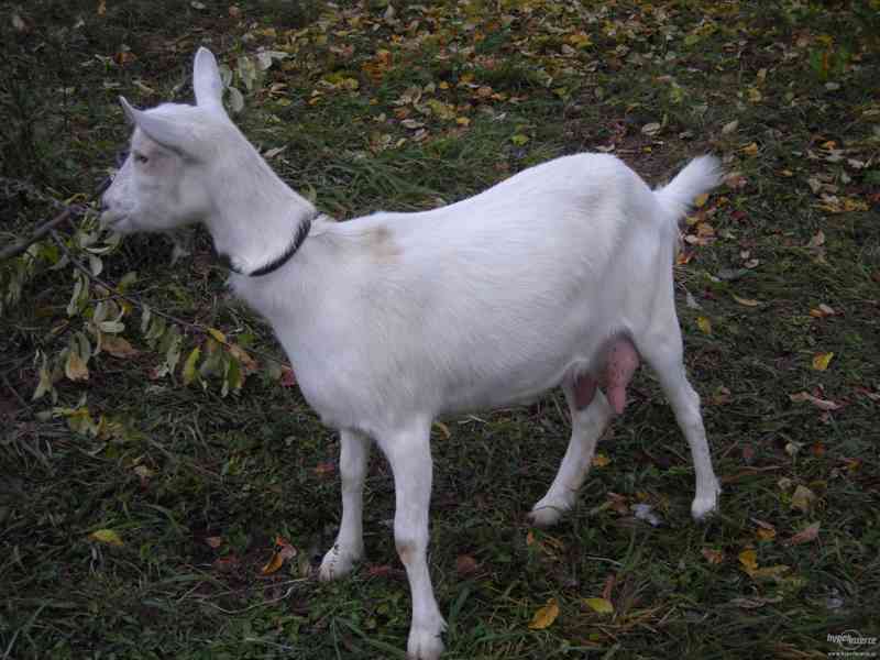 Prodám kozu - foto 2