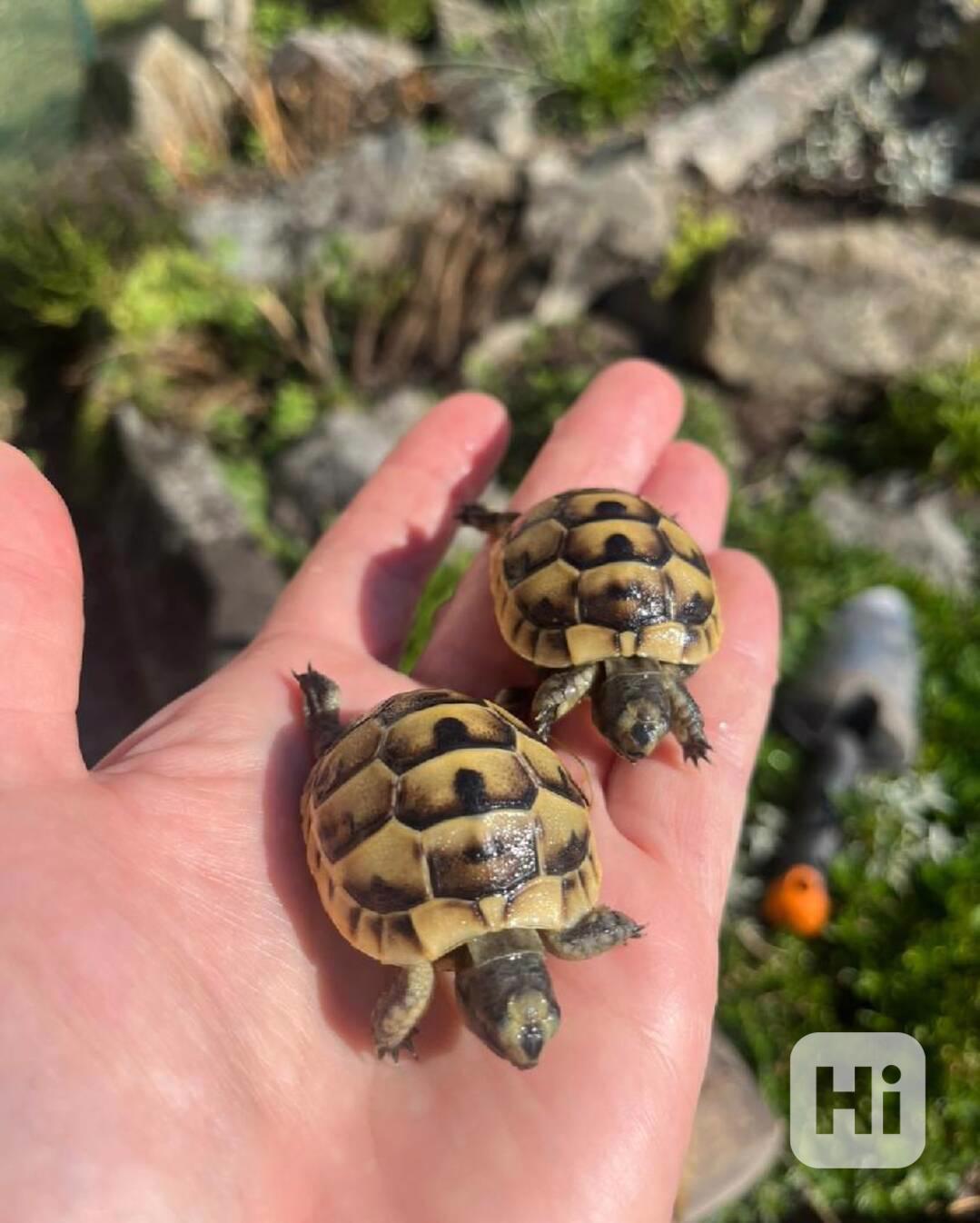 želva žlutohnědá - foto 1