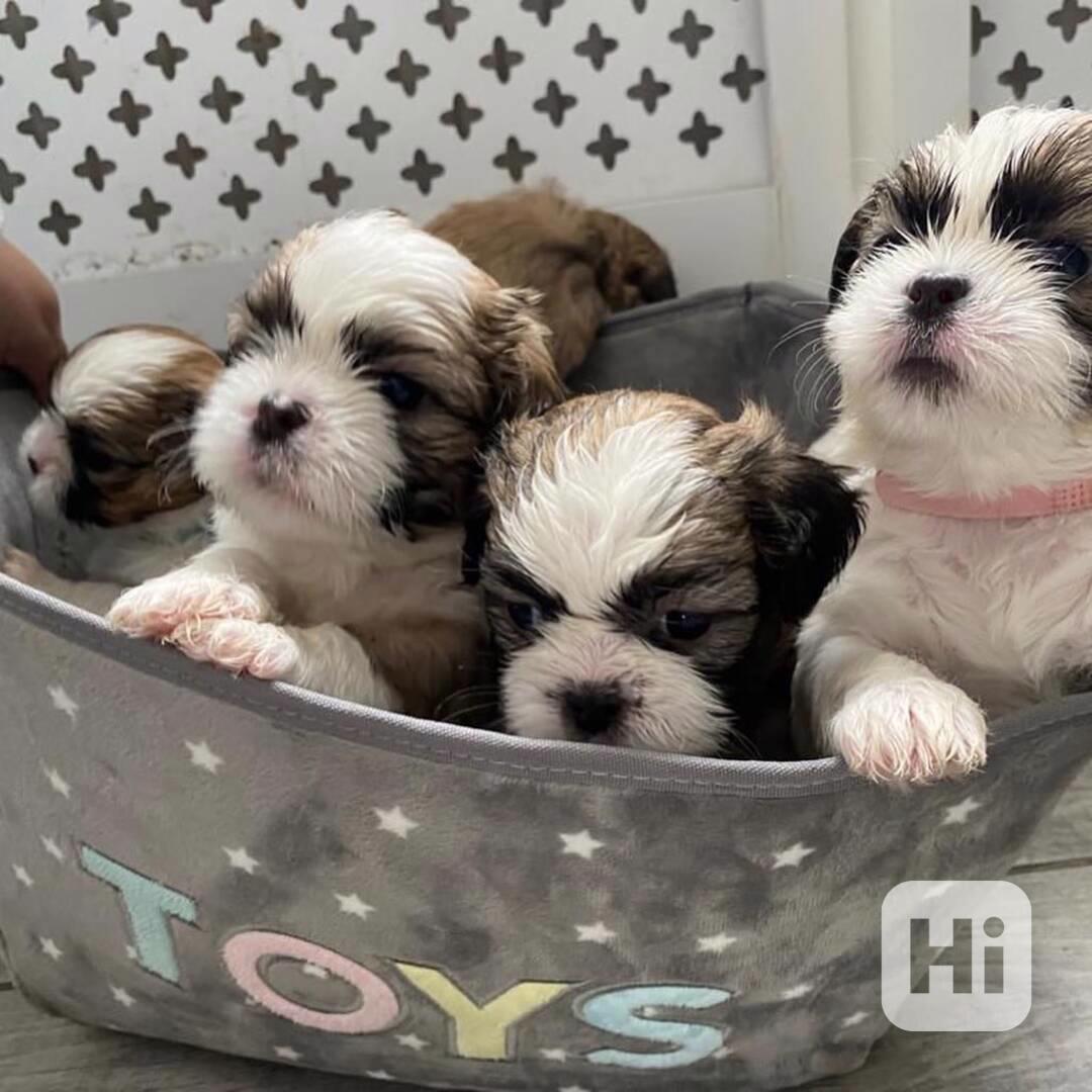 Štěňata shih tzu k odběru - foto 1