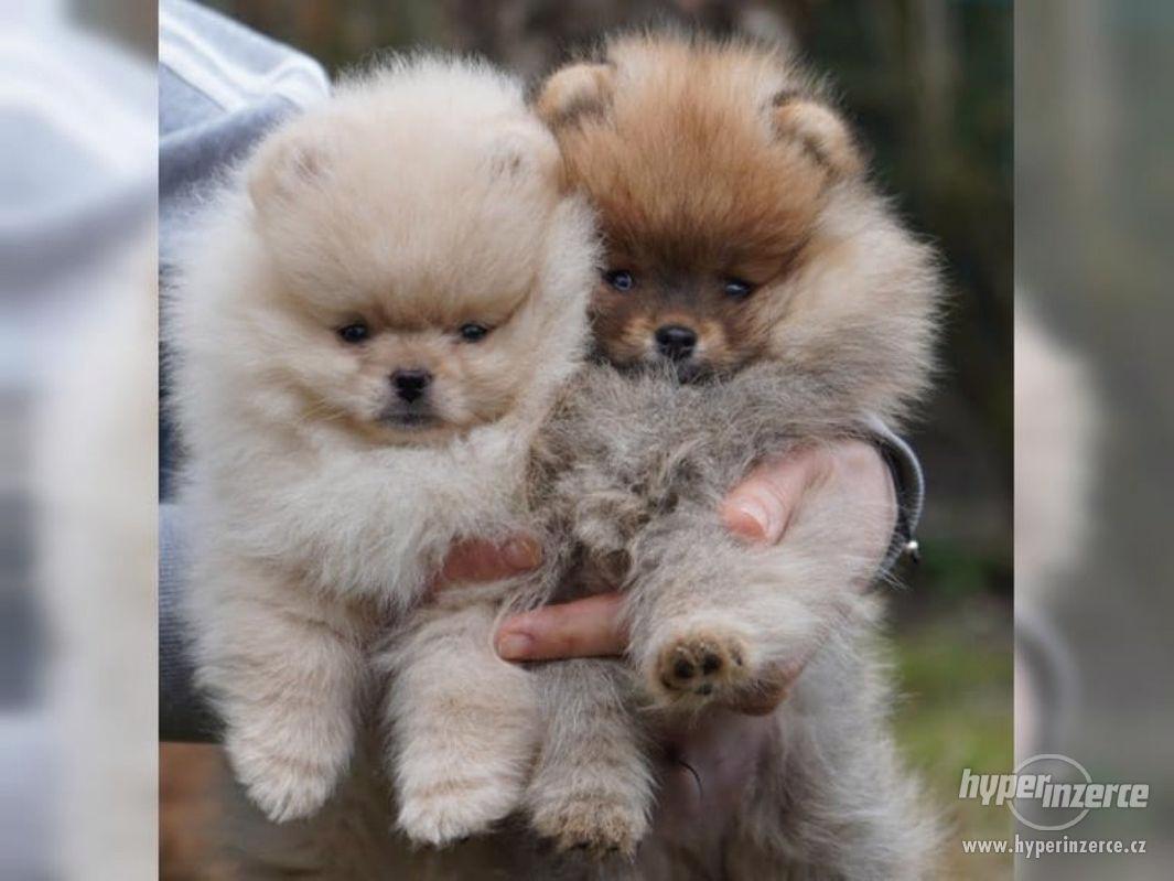 Pomeranian -Německý trpasličí špic - foto 1