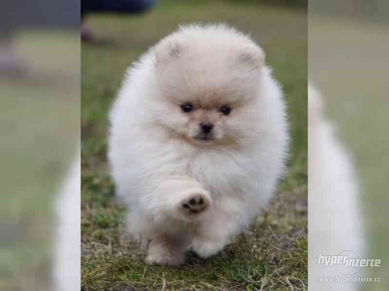 Pomeranian -Německý trpasličí špic - foto 2