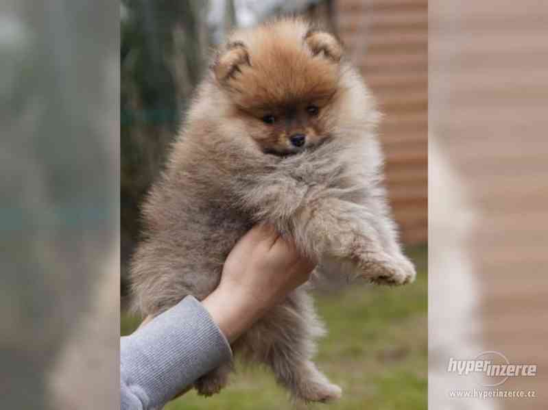 Pomeranian -Německý trpasličí špic - foto 3