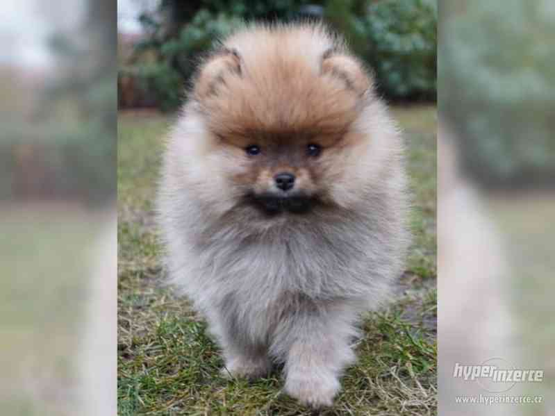 Pomeranian -Německý trpasličí špic - foto 4