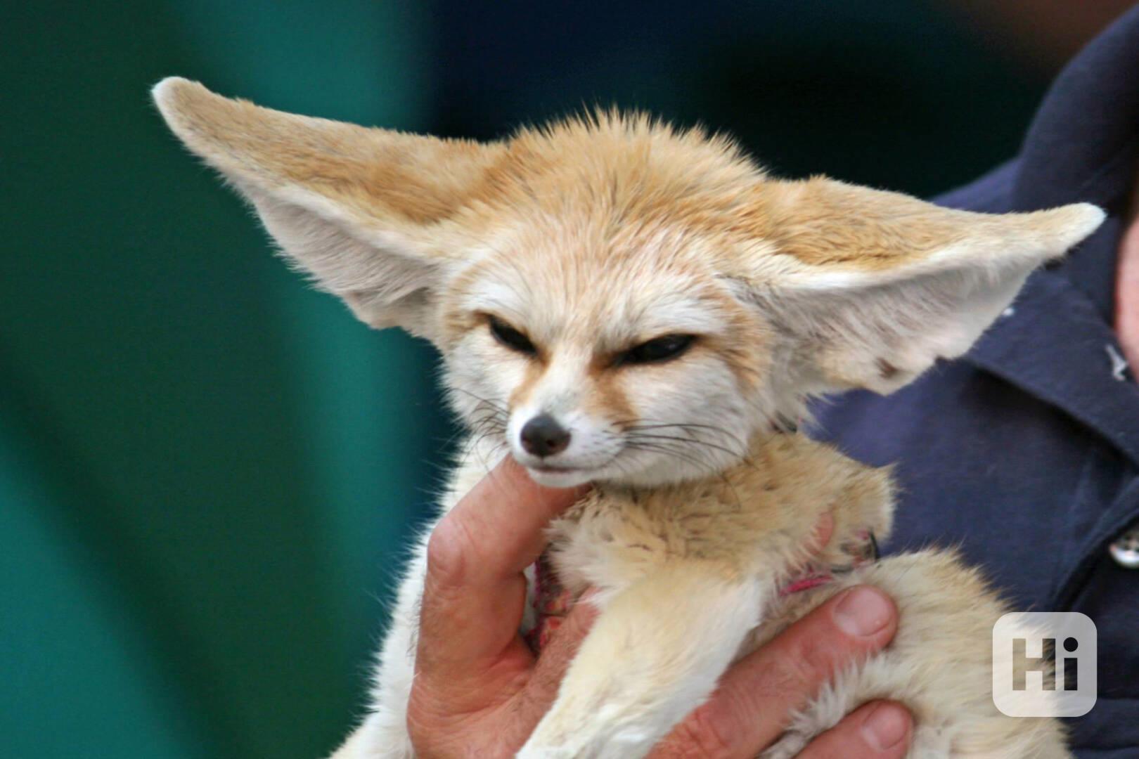 Rozkošný Fennec Fox k adopci - foto 1