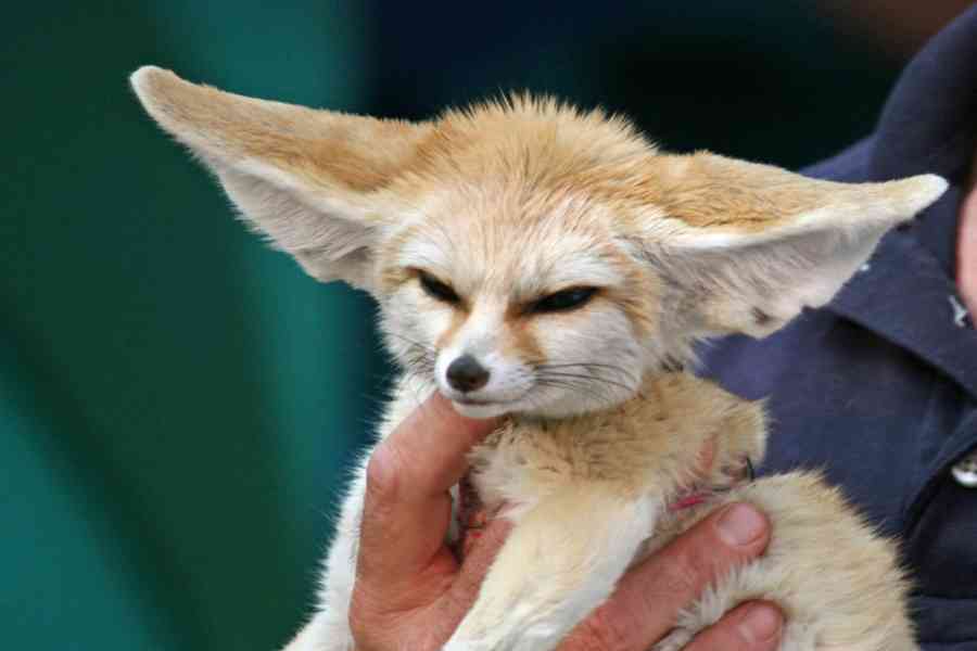 Rozkošný Fennec Fox k adopci - foto 1