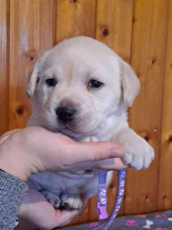 Labrador - fenečka s PP - foto 4