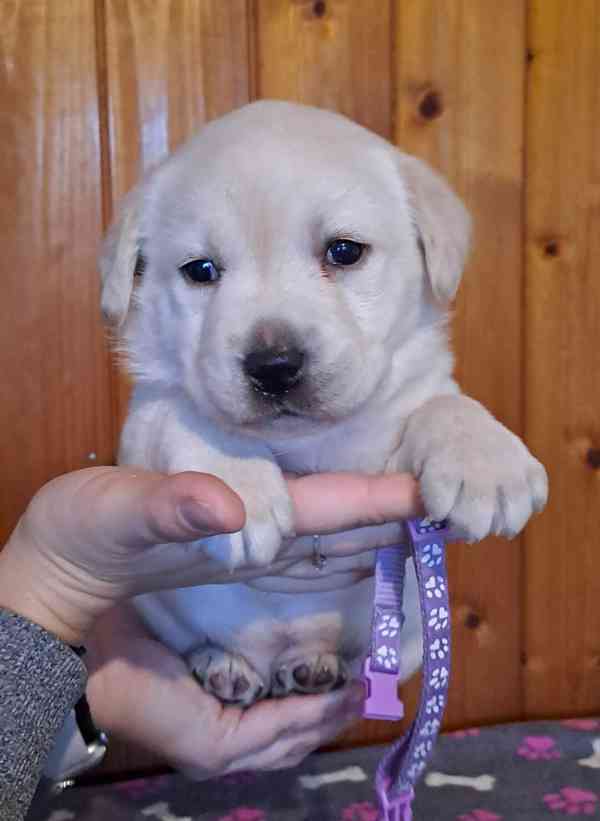 Labrador - fenečka s PP - foto 2