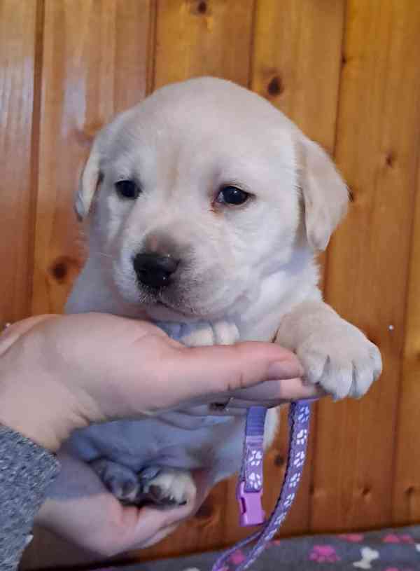 Labrador - fenečka s PP - foto 3