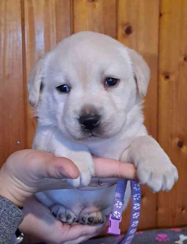 Labrador - fenečka s PP - foto 1