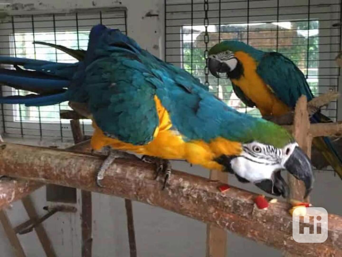 Přátelští modrozlatí papoušci arové jsou připraveni - foto 1