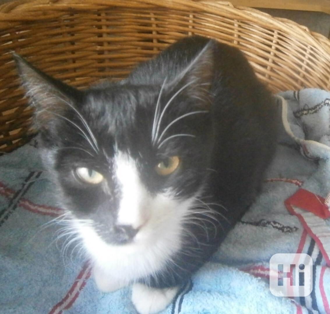 Mazlivý, klidnější 5,5měsíční černobílý kocourek Body - foto 1