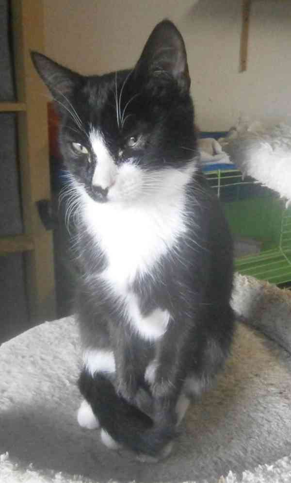 Mazlivý, klidnější 5,5měsíční černobílý kocourek Body - foto 3