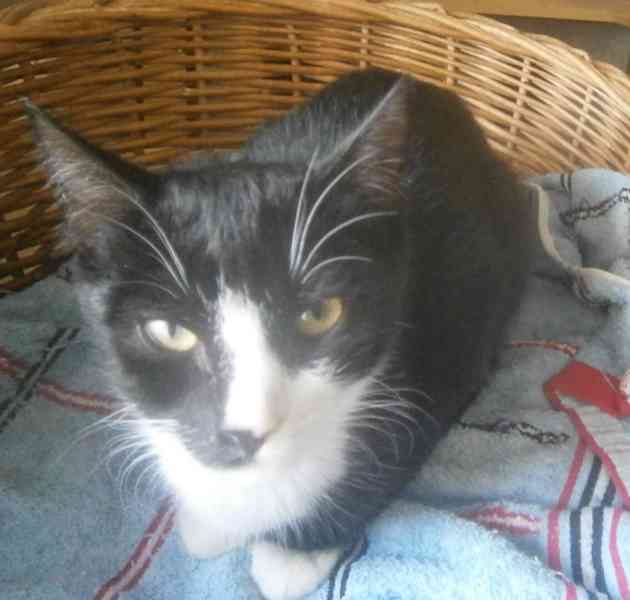 Mazlivý, klidnější 5,5měsíční černobílý kocourek Body - foto 1