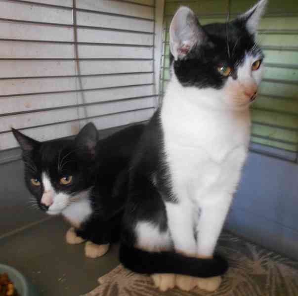 Mazlivý, klidnější 5,5měsíční černobílý kocourek Body - foto 4