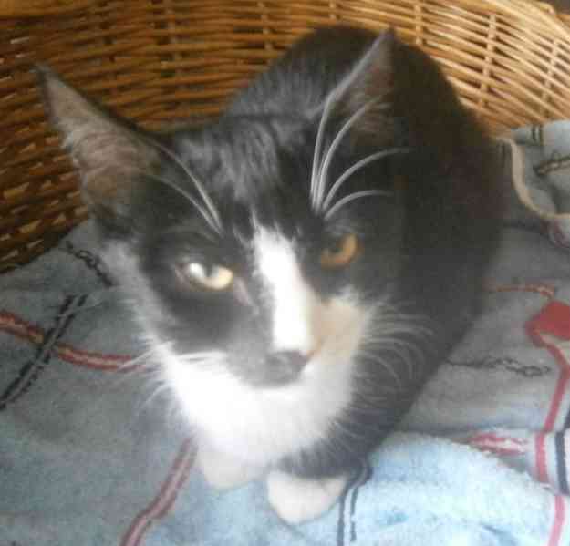 Mazlivý, klidnější 5,5měsíční černobílý kocourek Body - foto 2