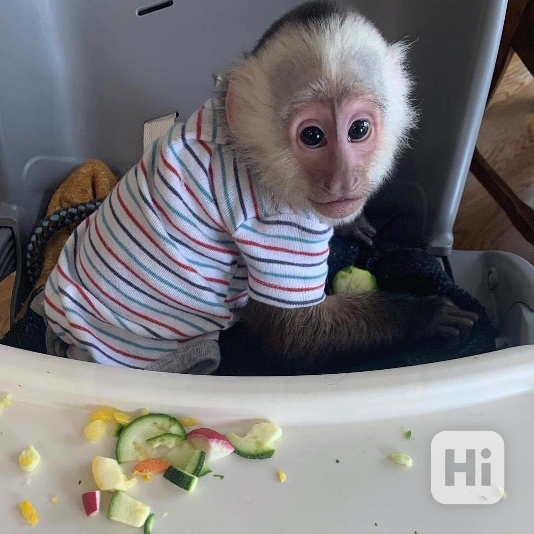 Zdarma Dítě kapucínské opice k adopci nyní zdarma  - foto 1