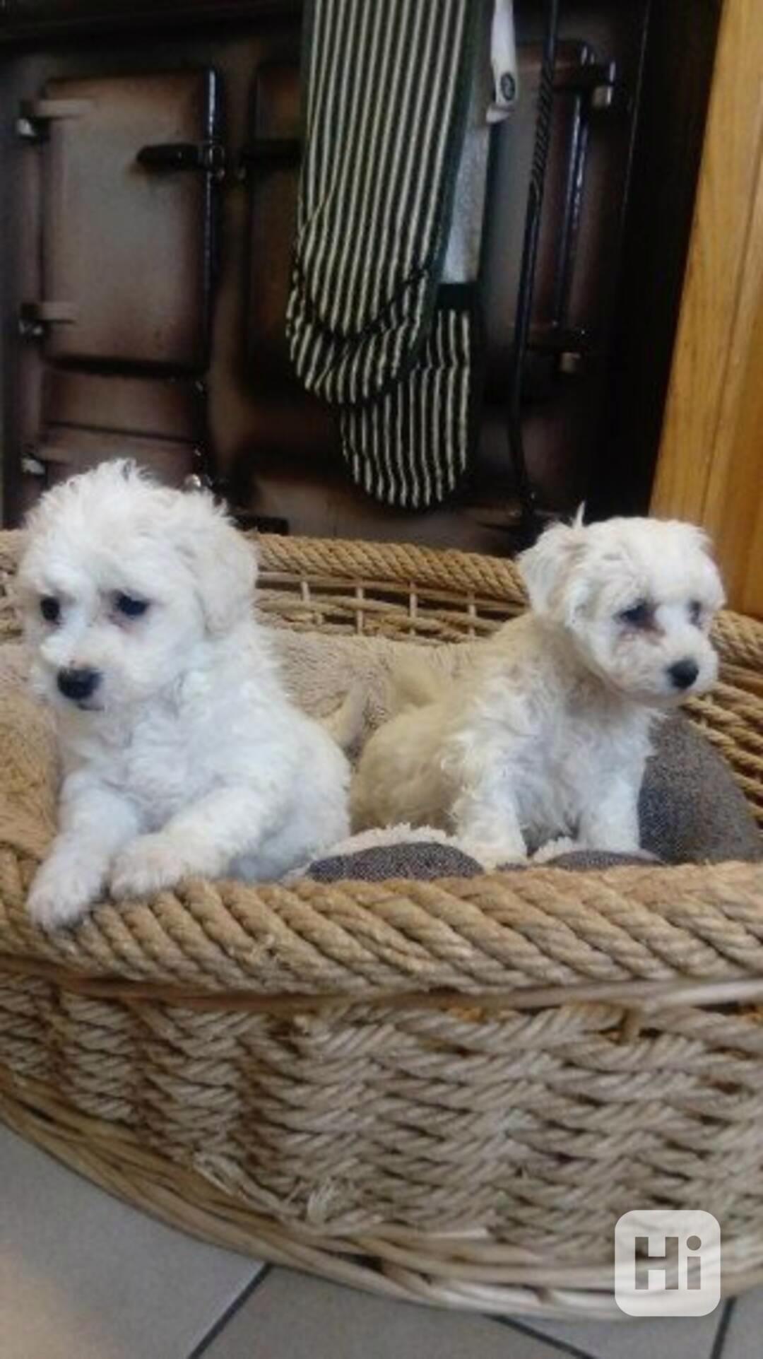 Roztomilá štěňátka bišonka - foto 1