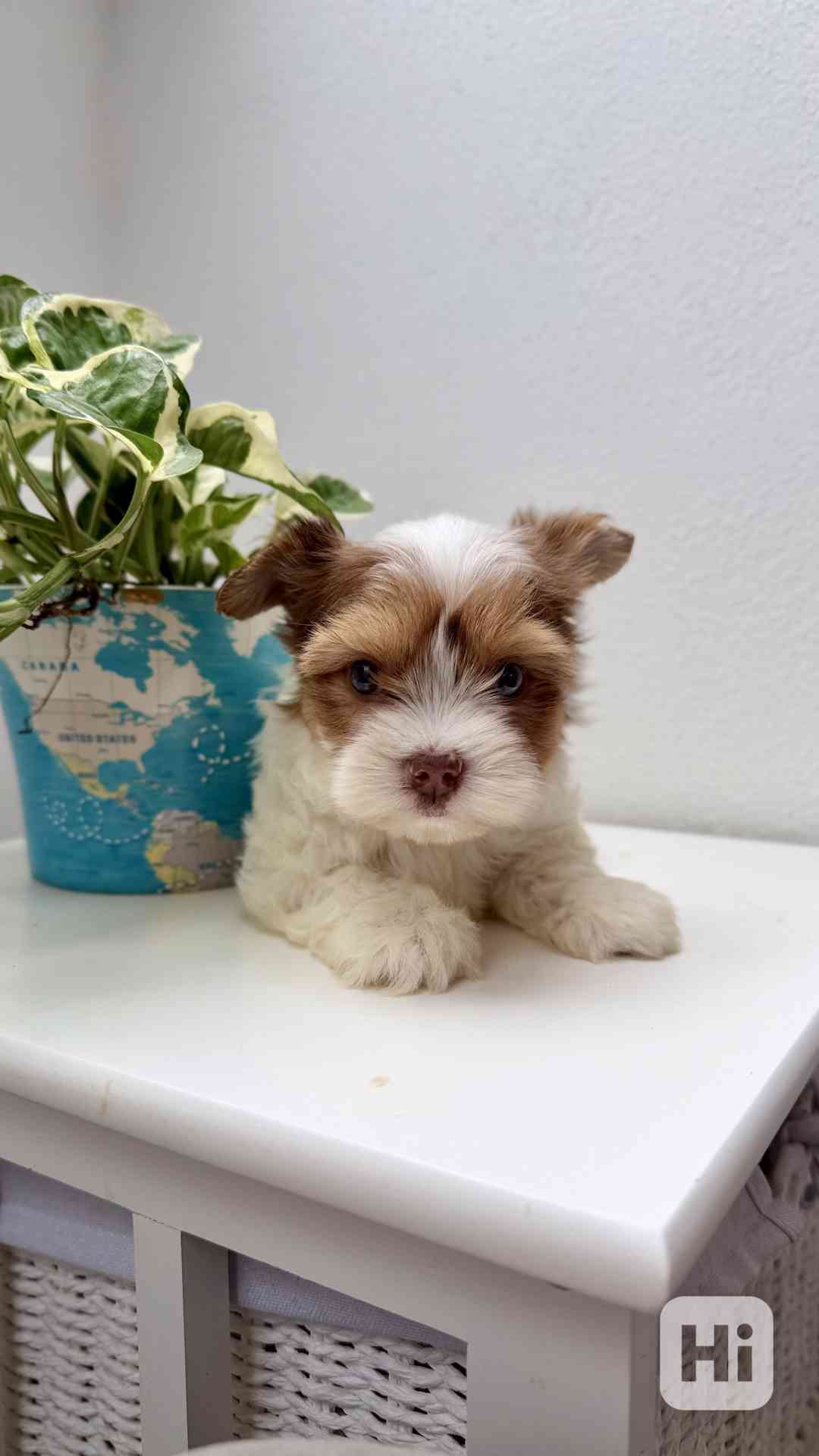 Biewer Jorkšírský terier bez PP - foto 1