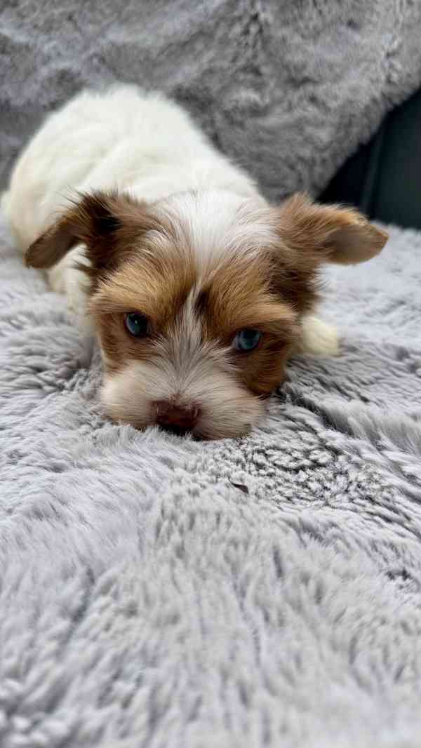 Biewer Jorkšírský terier bez PP - foto 9