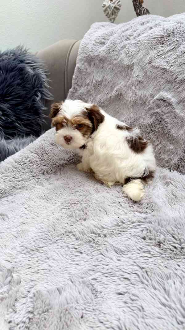 Biewer Jorkšírský terier bez PP - foto 12