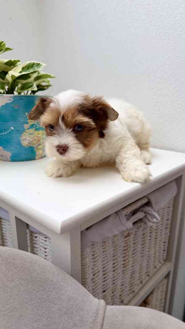 Biewer Jorkšírský terier bez PP - foto 8